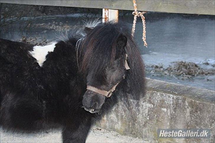 Shetlænder Stjernens Fanny billede 11