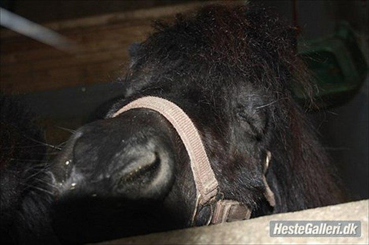 Shetlænder Stjernens Fanny billede 12