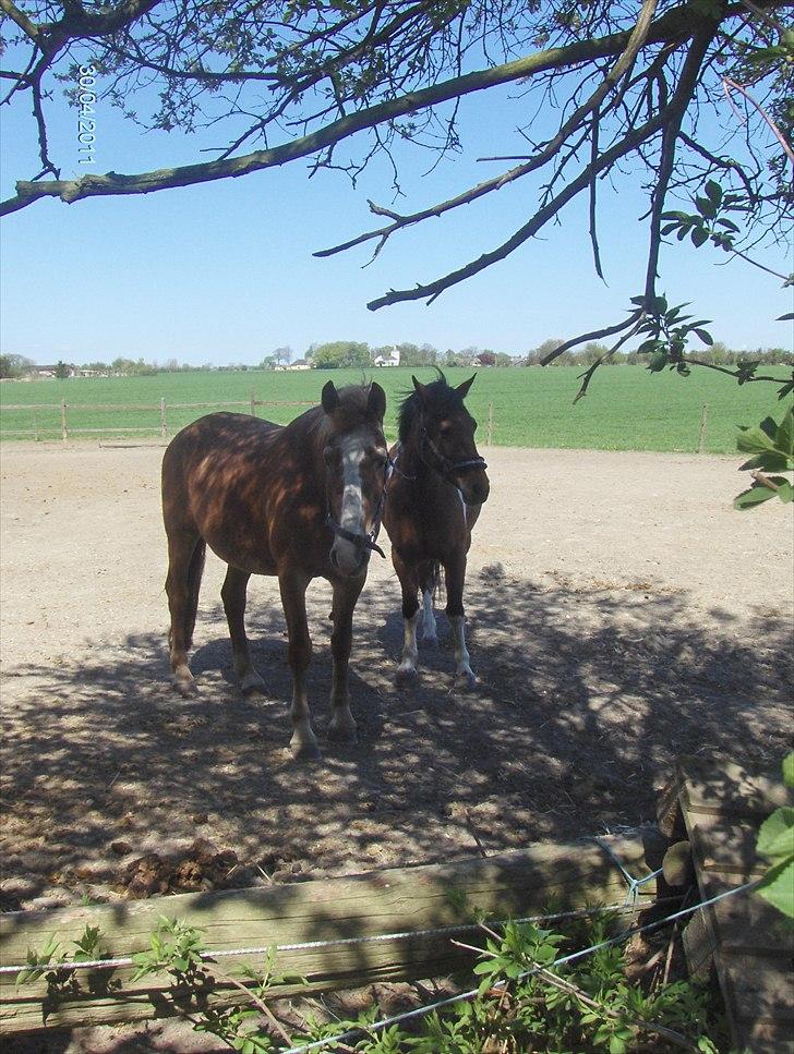 Anden særlig race Halkærhus Painted Pony "Aladdin" billede 12