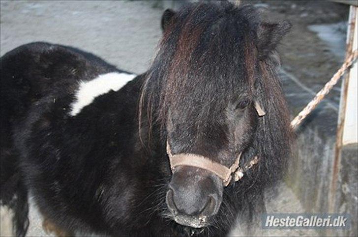 Shetlænder Stjernens Fanny billede 13