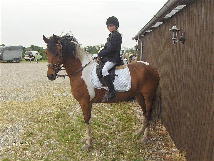 Anden særlig race Halkærhus Painted Pony "Aladdin" billede 1