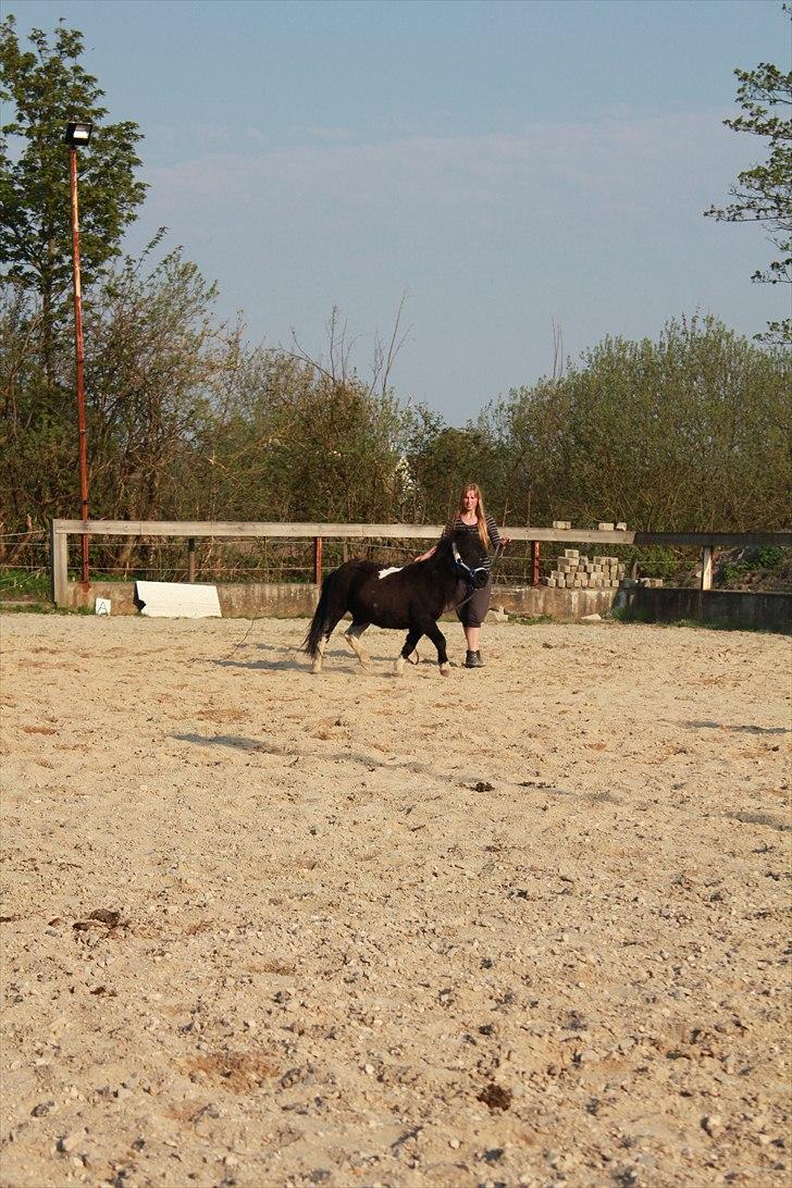 Shetlænder Stjernens Fanny billede 14