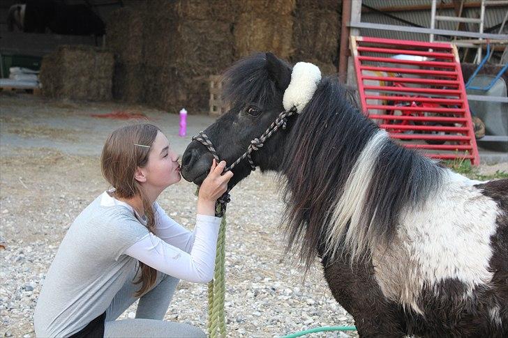 Shetlænder Stjernens Fanny billede 15