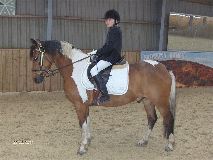 Anden særlig race Halkærhus Painted Pony "Aladdin" billede 17