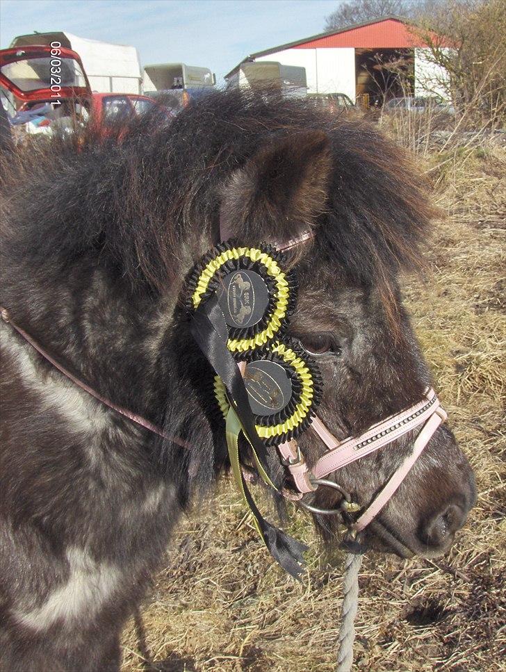 Shetlænder Kellas Penny Rose billede 12