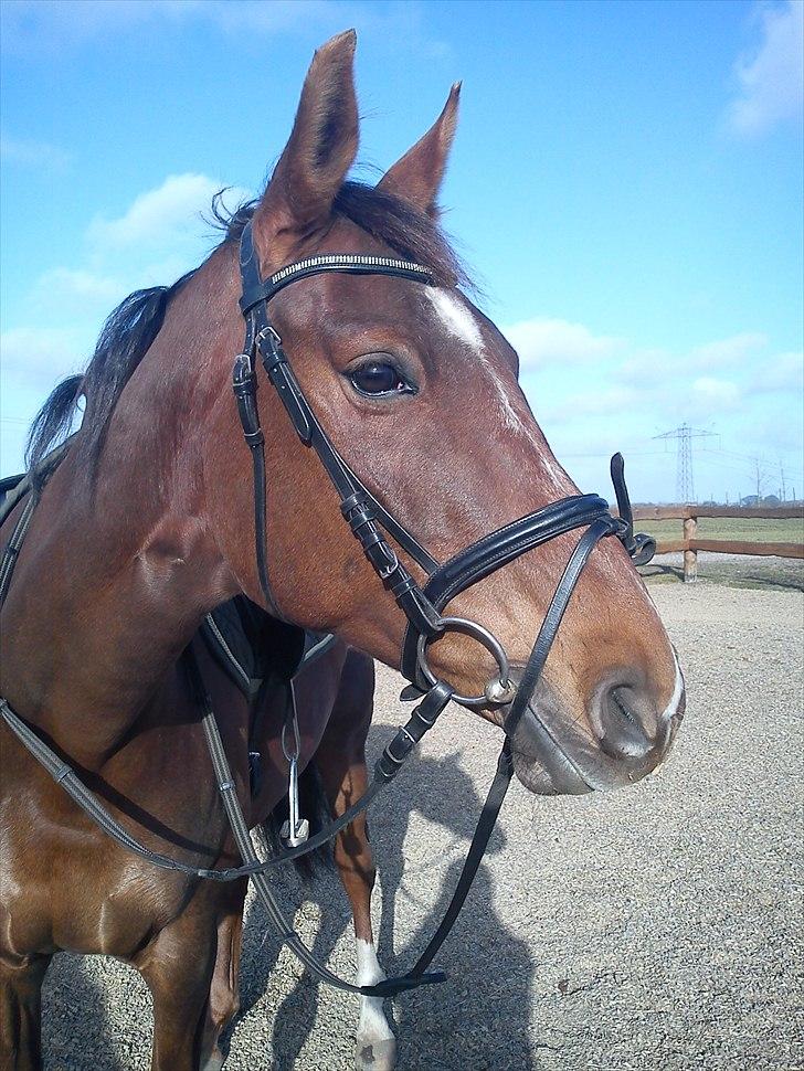 Dansk Varmblod  Chanelle R.I.P - Dejlige Chanelle billede 1