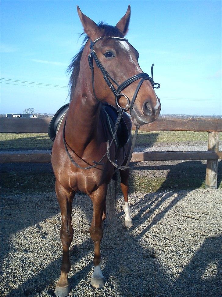 Dansk Varmblod  Chanelle R.I.P billede 3