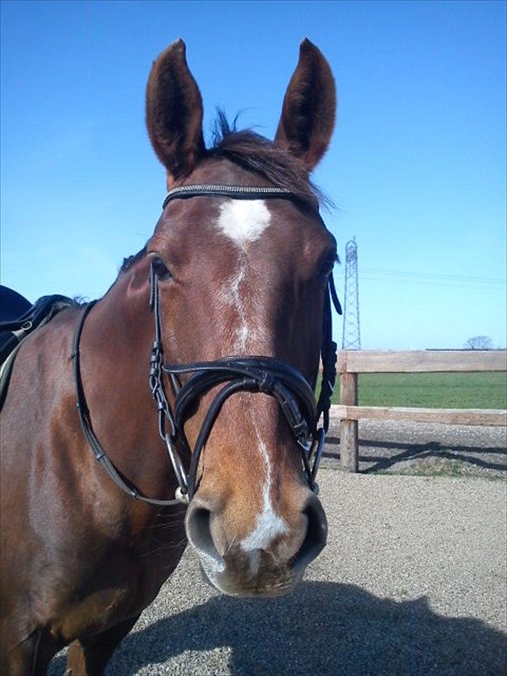 Dansk Varmblod  Chanelle R.I.P billede 4