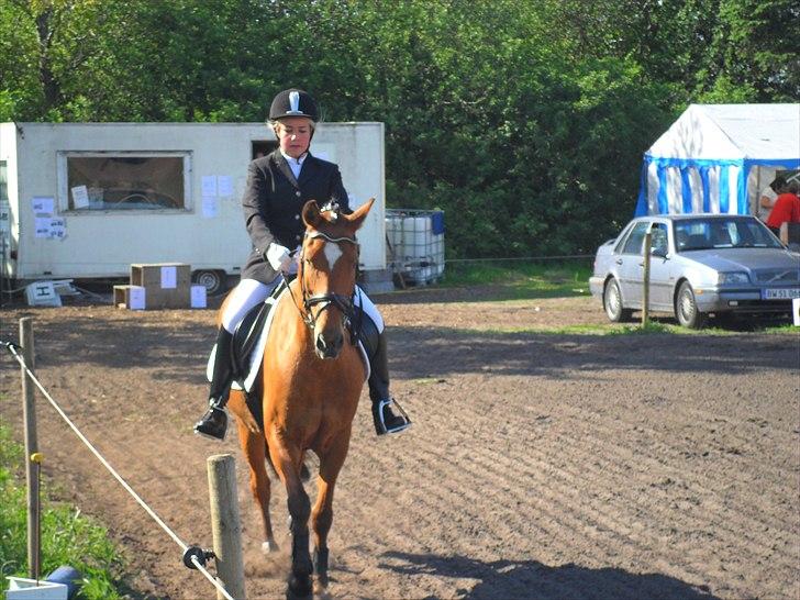 New Forest Beukenhof Iris - Stævne <3 billede 2