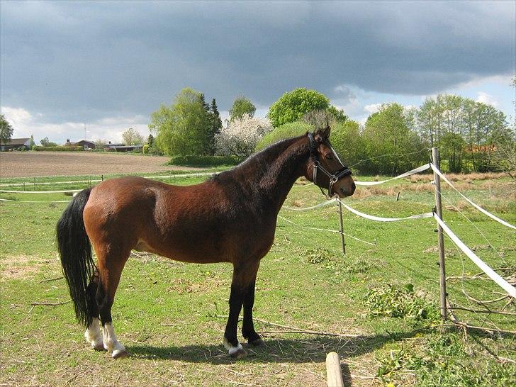 Welsh Pony (sec B) Bjerregårds Mekado - Lige da vi havde fået ham billede 12