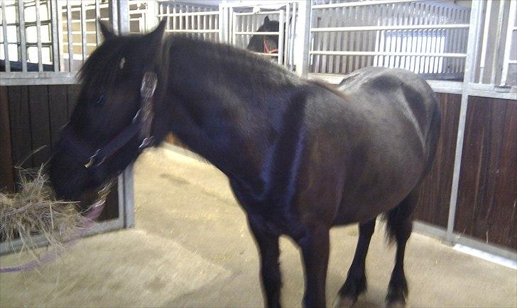 Fell pony Møllegårdens B. Princess billede 9