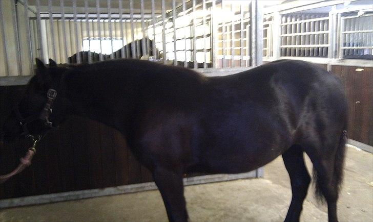 Fell pony Møllegårdens B. Princess billede 10