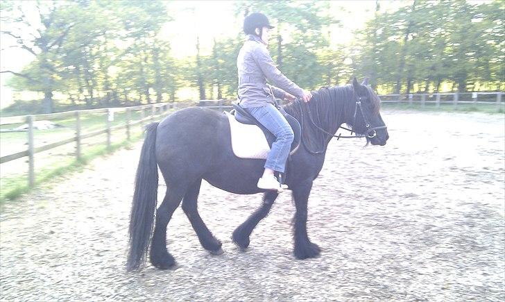 Fell pony Hedwich vh Westerkwartier billede 6