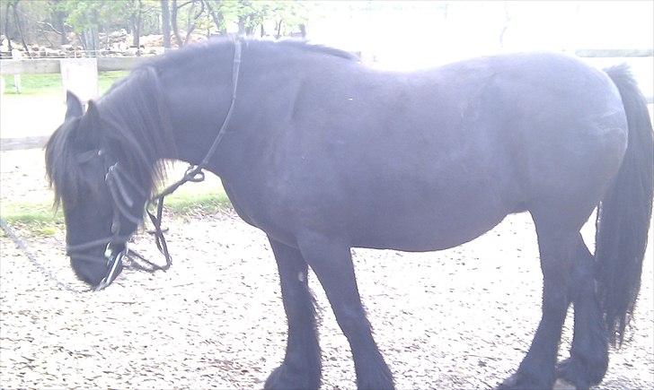 Fell pony Hedwich vh Westerkwartier billede 7