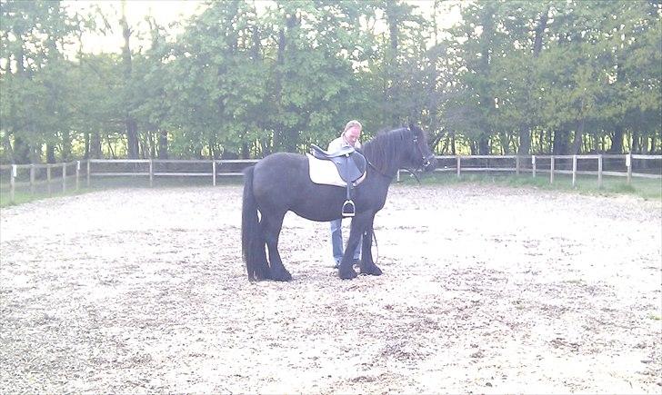 Fell pony Hedwich vh Westerkwartier billede 8