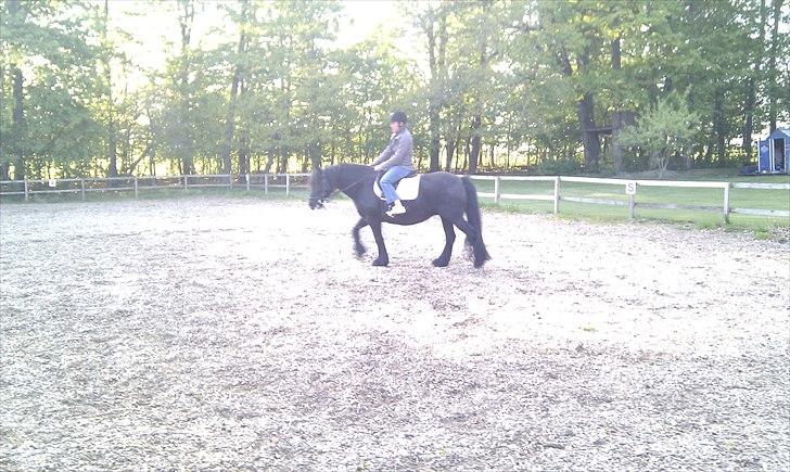 Fell pony Hedwich vh Westerkwartier billede 9