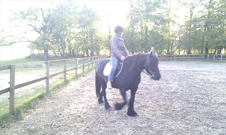 Fell pony Hedwich vh Westerkwartier billede 10