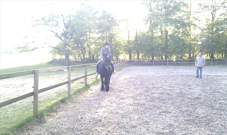 Fell pony Hedwich vh Westerkwartier billede 11