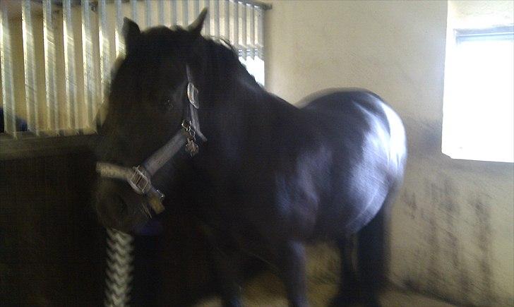 Fell pony Danogården Hidden Diamond billede 12