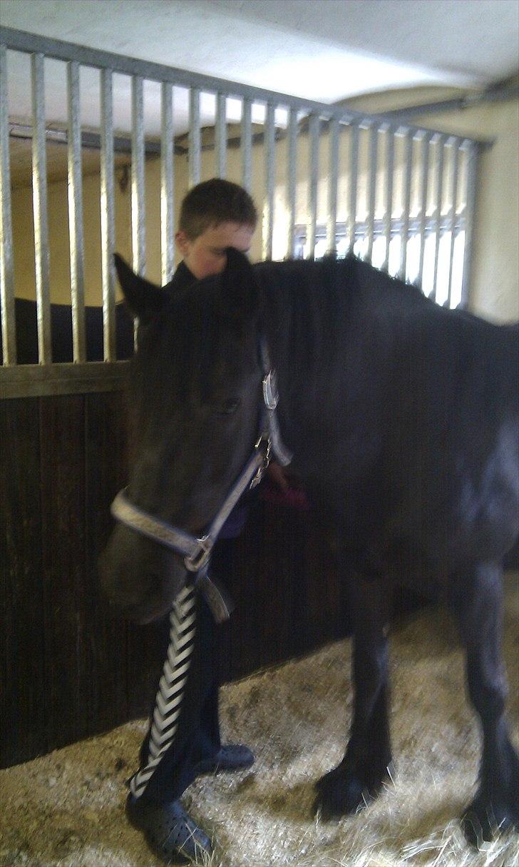 Fell pony Danogården Hidden Diamond billede 13