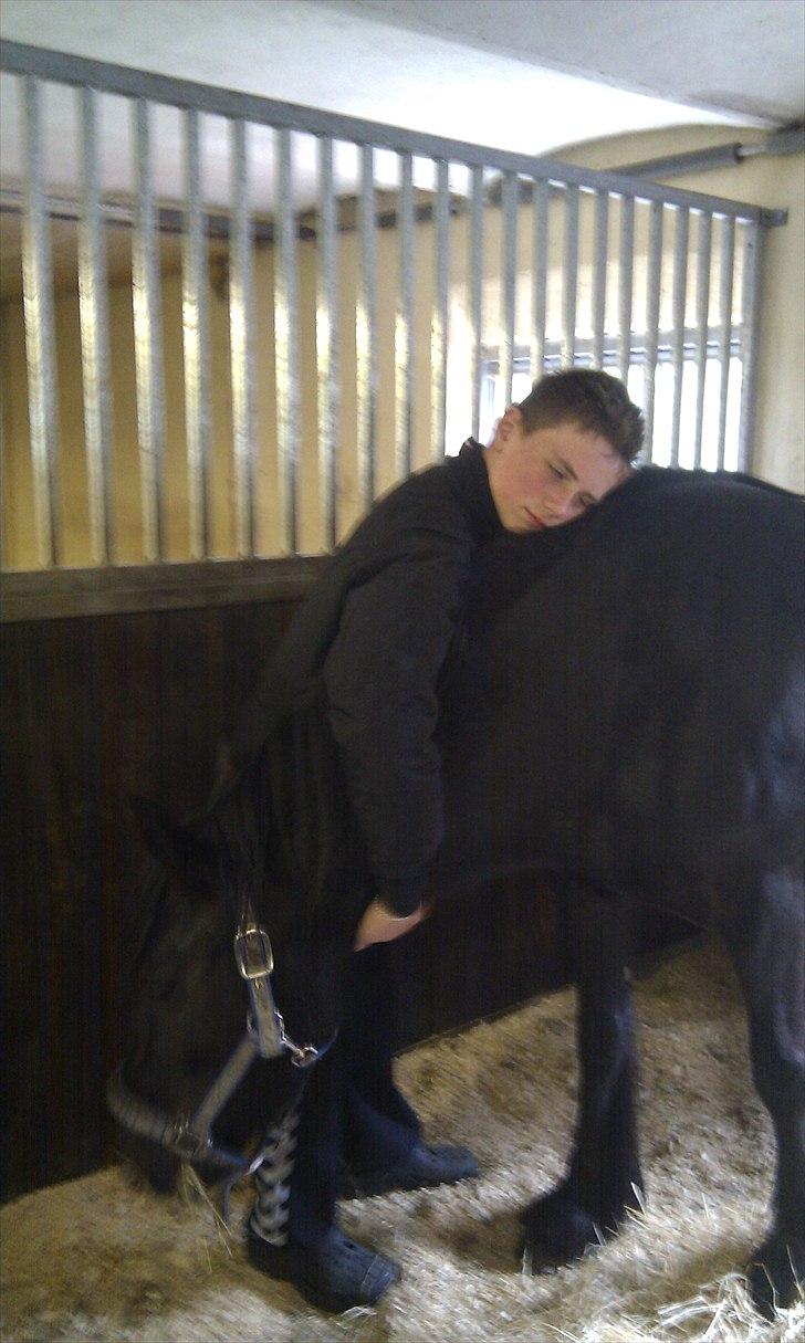 Fell pony Danogården Hidden Diamond billede 14