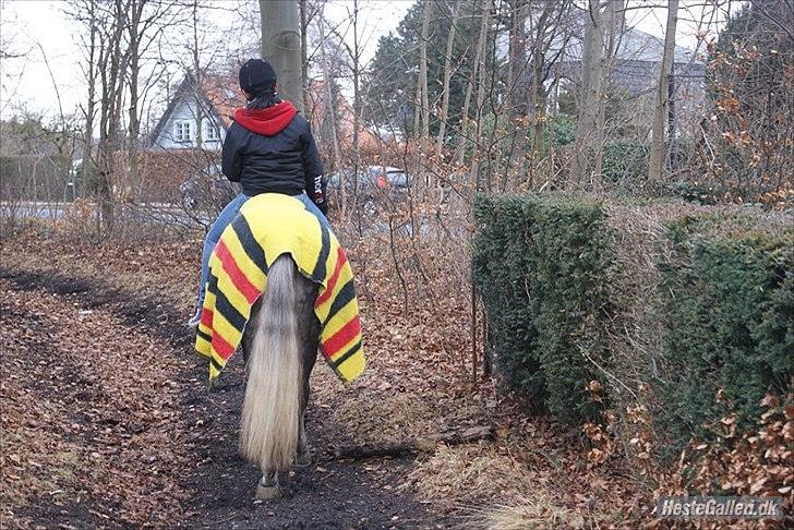 DSP Tranholms Maici *Givet væk* billede 20