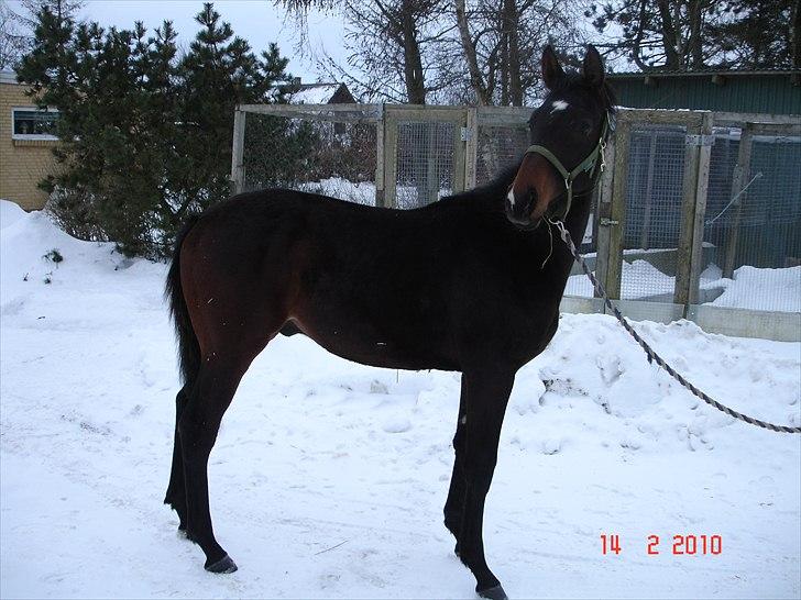 Dansk Varmblod Sprinter - Kun ½ år gammel billede 3