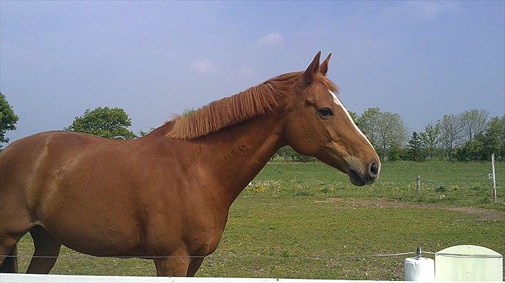 Dansk Varmblod Lyngaardens Caballino(RIP) :´( - Smukke skath hun var så fin. <3

Savnet! 
 billede 2