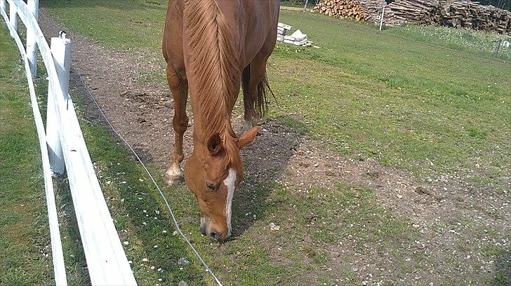 Dansk Varmblod Lyngaardens Caballino(RIP) :´( - Caballino sir: Der var et græstrå og der og der. Hehe <3 billede 8