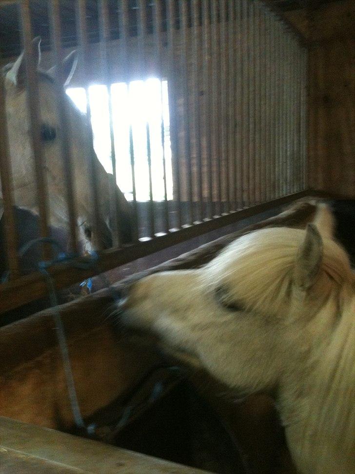 Shetlænder Balou - SOLGT - SMUK! billede 2