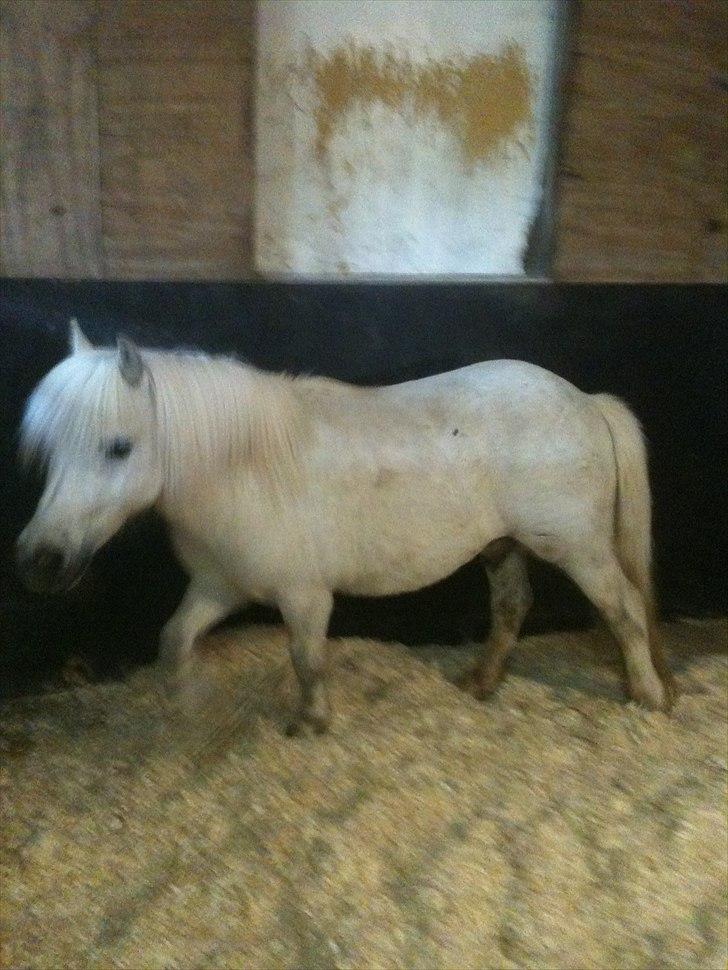Shetlænder Balou - SOLGT - Hans lille tykke krop:) billede 3