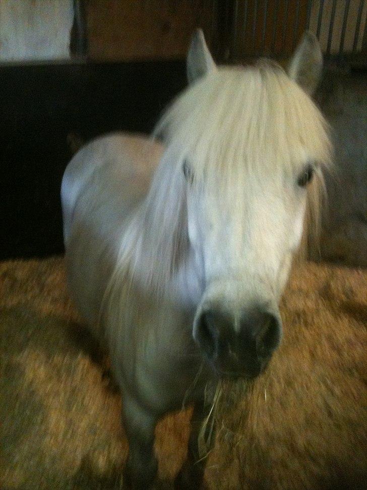 Shetlænder Balou - SOLGT - Nåår <3 billede 4