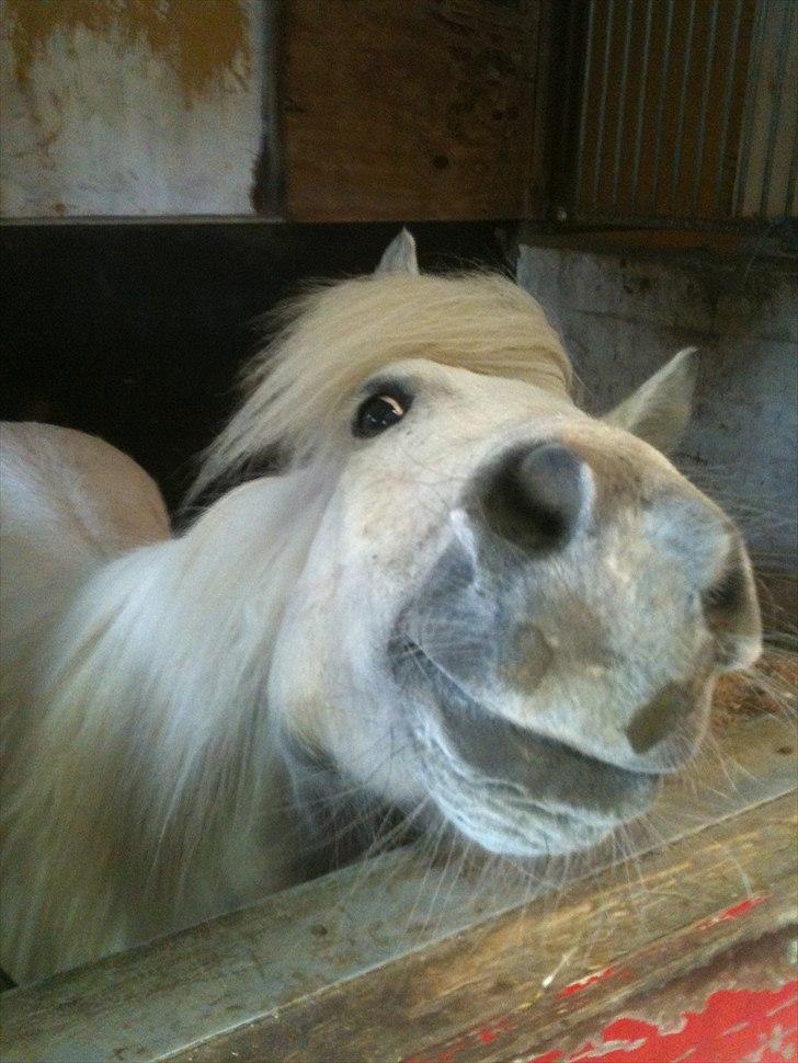 Shetlænder Balou - SOLGT - hej lille prins:) billede 5