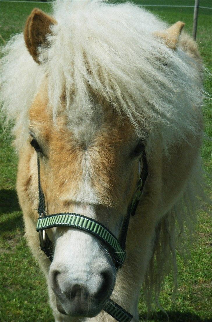Shetlænder Lucky Light - Velkommen til Lucky´s profil billede 1