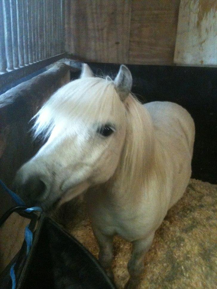 Shetlænder Balou - SOLGT - Sød! billede 6