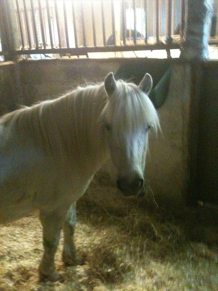 Shetlænder Balou - SOLGT - Hej lille ven:) billede 7