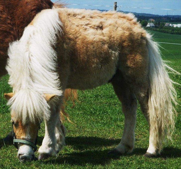 Shetlænder Lucky Light billede 3