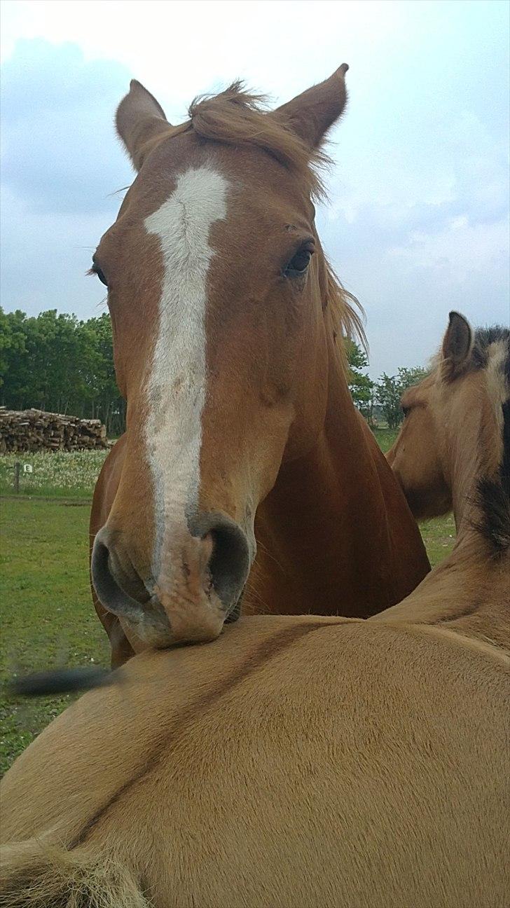 Dansk Varmblod Lyngaardens Caballino(RIP) :´( - Hun sir: Det er dejligt at kunne bide ham i røven. <3 billede 15