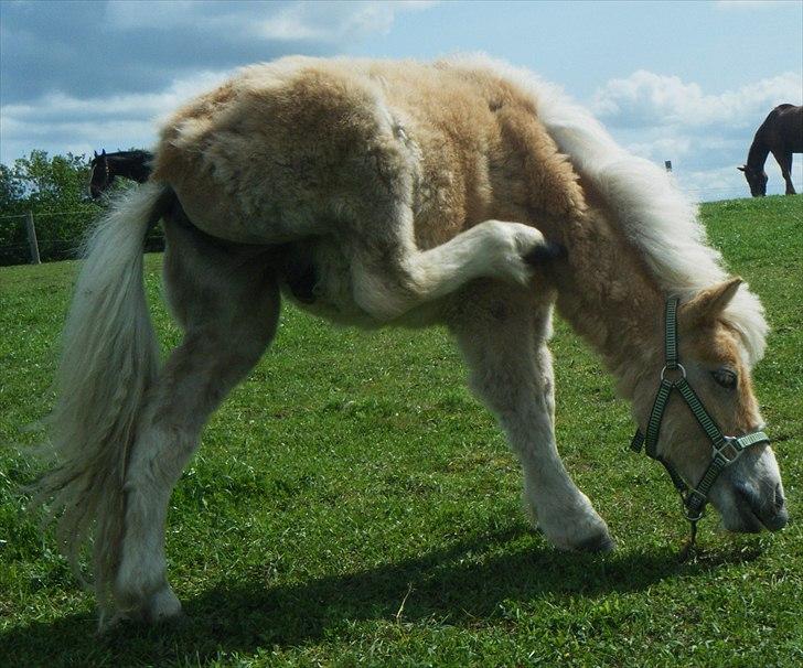 Shetlænder Lucky Light billede 4