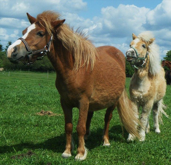 Shetlænder Lucky Light billede 5