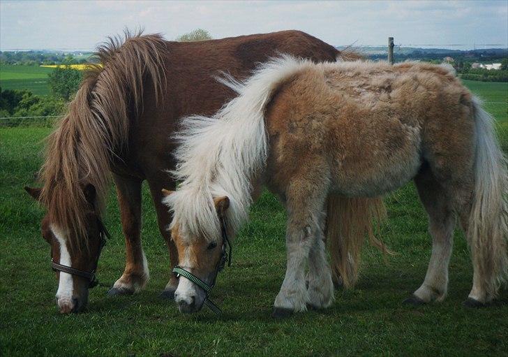 Shetlænder Lucky Light billede 6