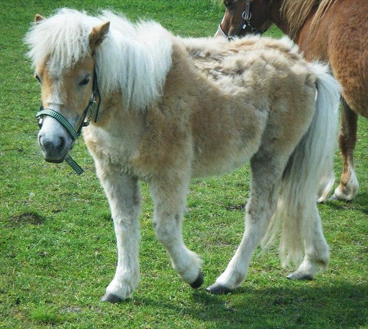 Shetlænder Lucky Light billede 7