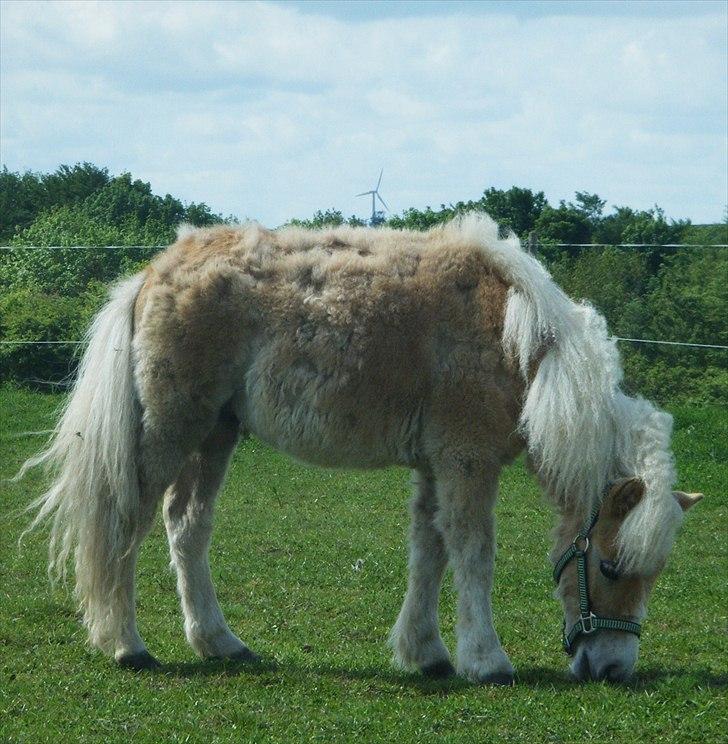 Shetlænder Lucky Light billede 8