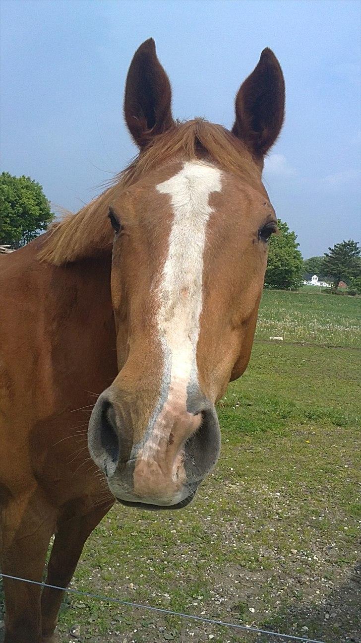 Dansk Varmblod Lyngaardens Caballino(RIP) :´( - Du er nu den smukkeste hest jeg nogensinde at haft. <3
Drømmehesten er her men ikke mere øv? billede 16