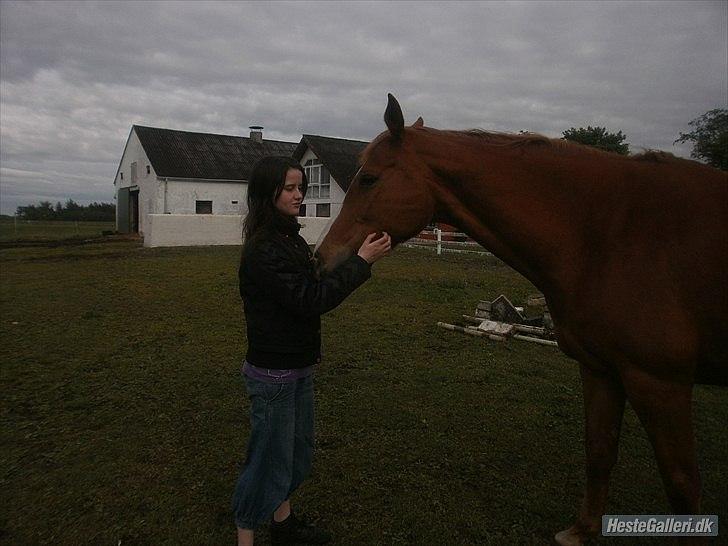 Dansk Varmblod Lyngaardens Caballino(RIP) :´( - Henriette og Caballino hun er vores følgesvend hëhe.<3 billede 17