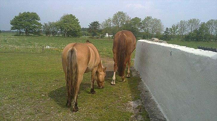 Dansk Varmblod Lyngaardens Caballino(RIP) :´( - Vi ses forhåbenligt håber at i nød det hele<3 
Men jeg håber i forstår at disse 2 heste er båce død og solgte jeg holdte MEGET af dem begge <3 billede 20