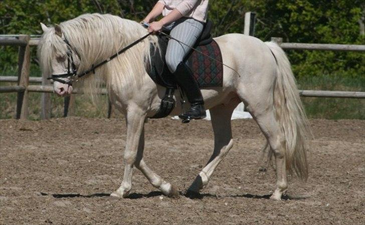 Welsh Pony (sec B) Låddenhøjs Inox - Avlshingst - Inox maj 2011, Inox har været i ridning 1, 5 måned og går stabilt til biddet i skridt og trav. og har god balance i galop.  billede 12