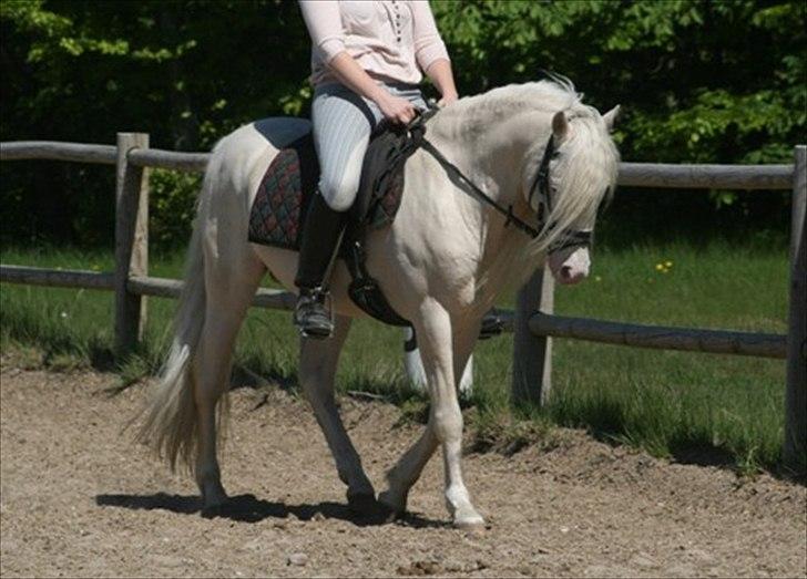 Welsh Pony (sec B) Låddenhøjs Inox - Avlshingst - maj 2011 billede 13