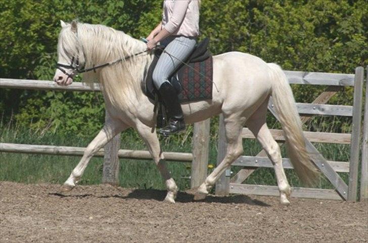 Welsh Pony (sec B) Låddenhøjs Inox - Avlshingst - maj 2011 billede 14