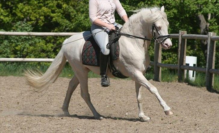 Welsh Pony (sec B) Låddenhøjs Inox - Avlshingst - maj 2011 billede 15